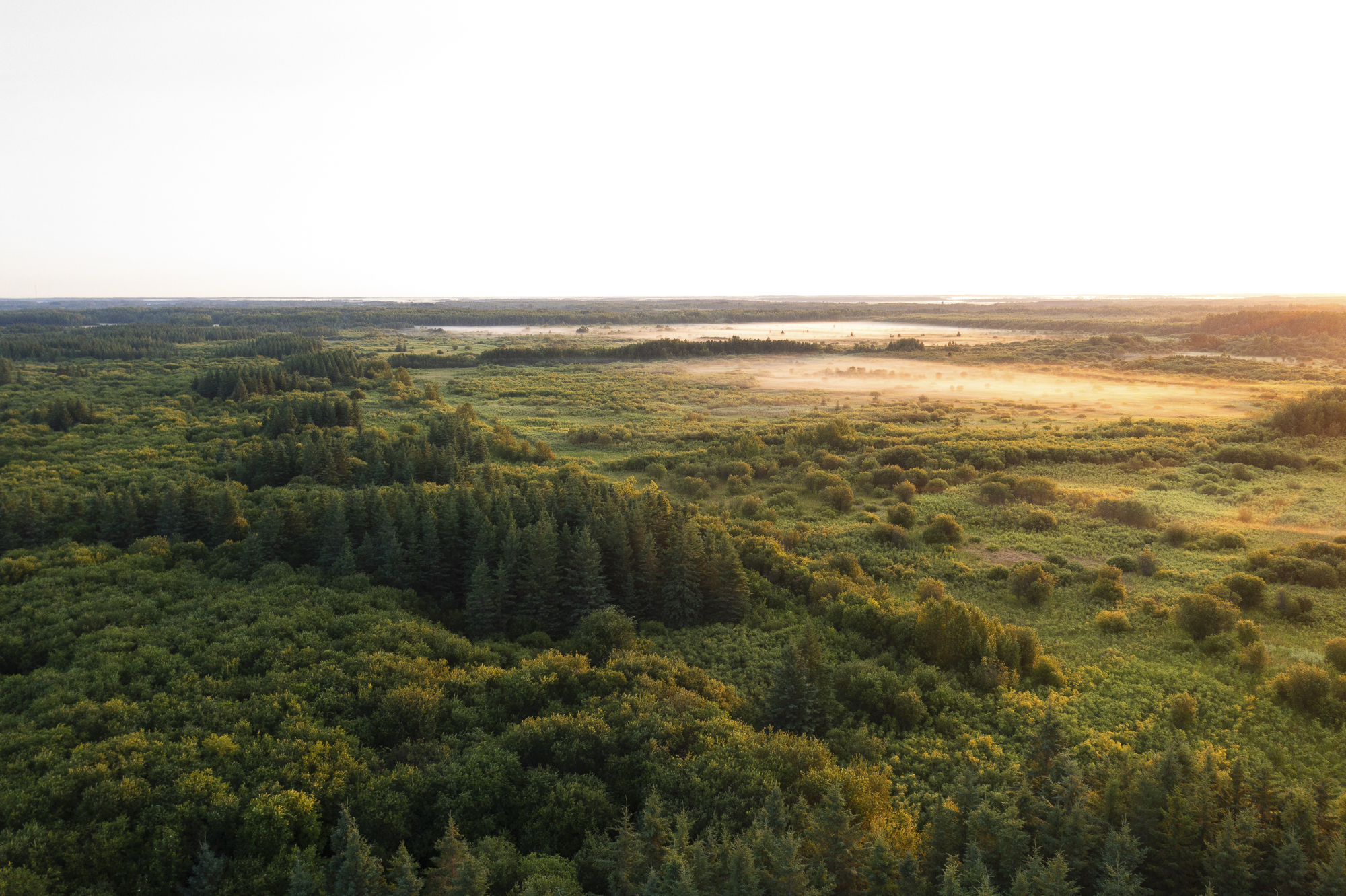 Aerial view of forest habitat at Carp Swamp Wildlife Management Area.